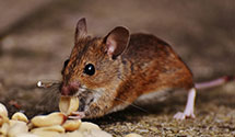 24 Hour & Emergency Exterminators in Fremont, MI